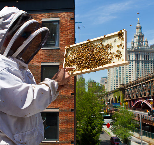 City Beekeeping ~ Honey for Health