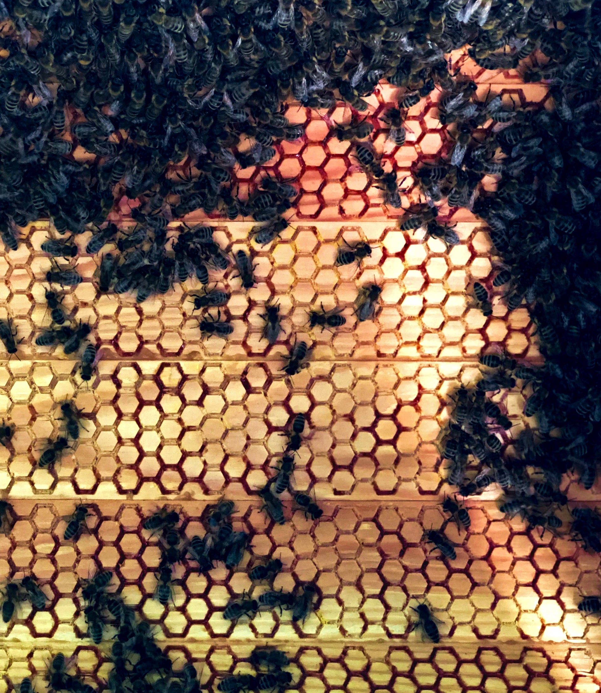 propolis envelope