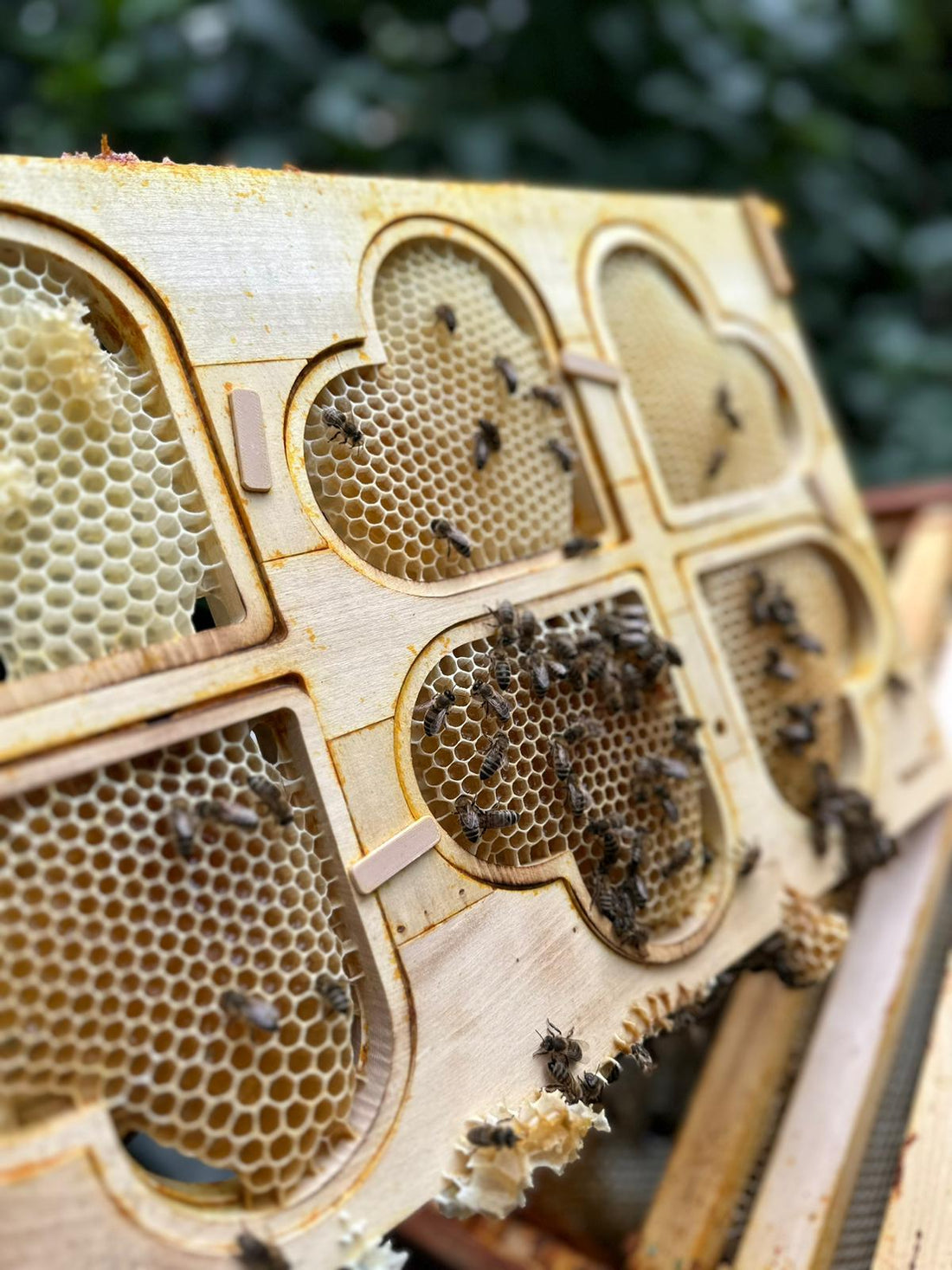 The Financial Benefits of Beekeeping: What’s the Return on Investment?