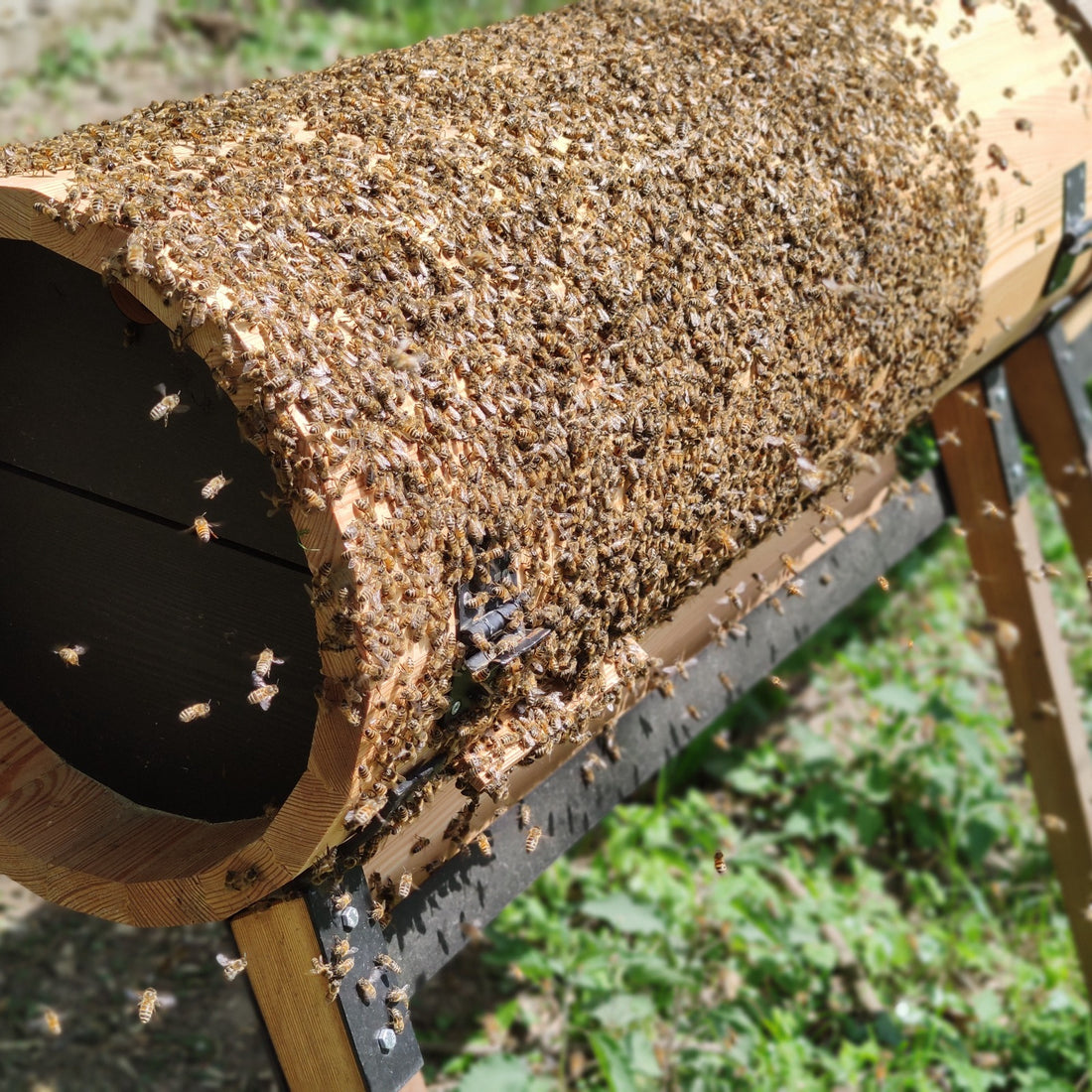 The Joys of Watching Bees in Action