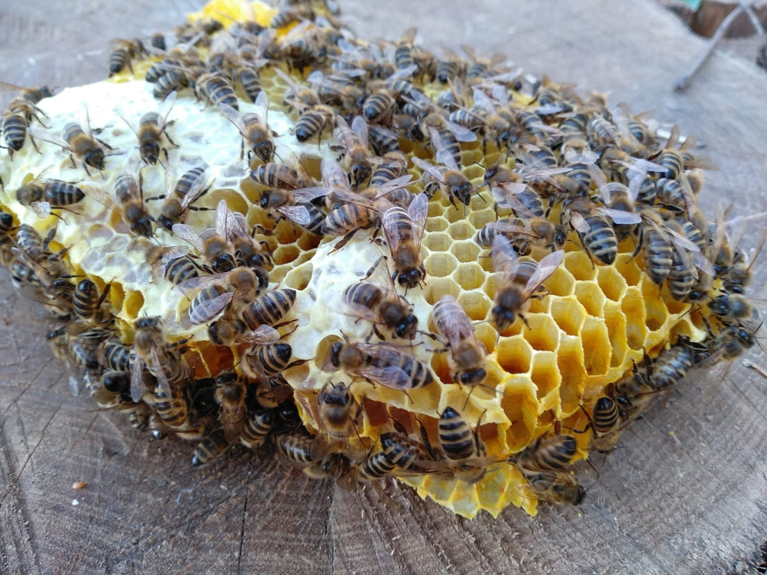 The Benefits of Local Honey Production