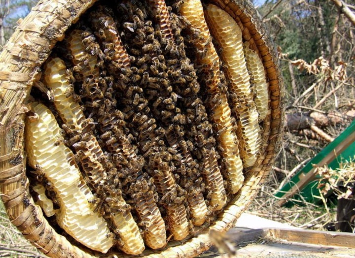 Biene schafft