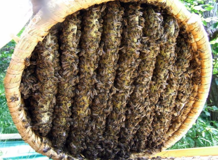 L'abeille crée